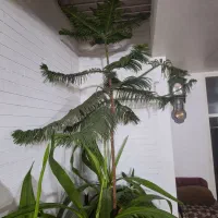 کاج مطبق