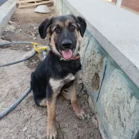 توله ژرمن 6 ماهه|سگ|محمدشهر, همایون ویلا|دیوار