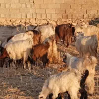 13 راس بز  ترکی کهره دار