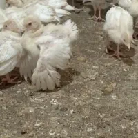 جوجه بوقلمون|حیوانات مزرعه|تربت‌حیدریه, بازار|دیوار