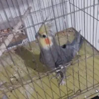 عروس هلندی پیدا شده