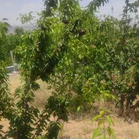 فروش باغ۱۰۰۰ متری در سامان|فروش خانه و ویلا|اصفهان, تیران|دیوار