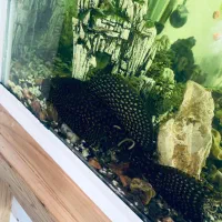 لجن خوار آکواریوم|ماهی|رشت, سلیمانداراب|دیوار