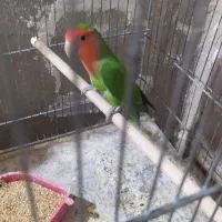 کوتوله نر کار داده