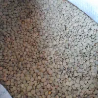 محصولات کشاورزی
