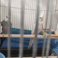 فروش عروس هلندی|پرنده|سنندج, |دیوار