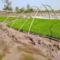شالیزار