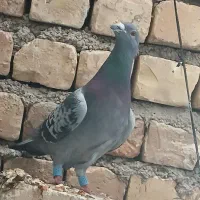 کبوتر نر ماده