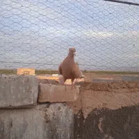 کبوتر زرددمسفید