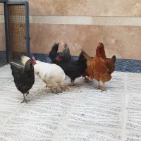 مرغ محلی تخم گذار درجه یک