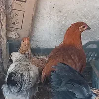 مرغ و خروس رسمی|حیوانات مزرعه|تهران, مهرآباد جنوبی|دیوار