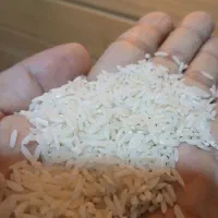 برنج هاشمی امسال
