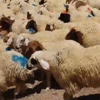 خرید فروش دام گوسفند میش بره