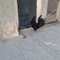 خروس جوان گلین|حیوانات مزرعه|شهریار, کهنز|دیوار