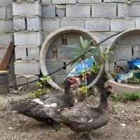 اردک اسراییلی رنگ خاص کوکو یا طوسی
