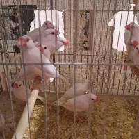 فنج نرگسی کرم لایت چشم قرمز جفت یک میلیون و هشتصد|پرنده|بندرعباس, |دیوار