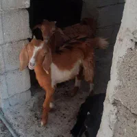 کهره ماده