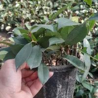 فتونیا بدون ریشه و باریشه پالم یاس پیتسپروم|گل و گیاه طبیعی|رودسر, |دیوار