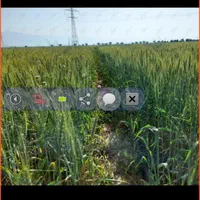 اجاره ۸ هکتار زمین کشاورزی با آب چاه فول|اجارهٔ دفتر صنعتی، کشاورزی، تجاری|برازجان, |دیوار