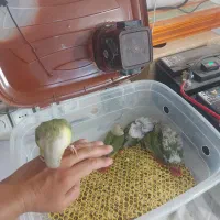 فروش گرینچیک فول رام و دستی|پرنده|شیراز, تحویلی|دیوار