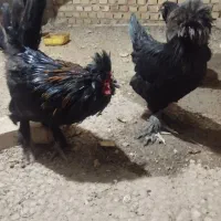خروس و مرغ