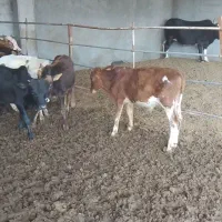 فروش ۲۸ راس گوساله دورگ