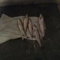 فروش ماهی سفید