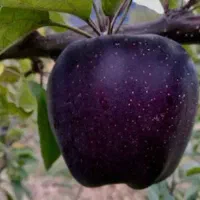 نهال سیب میراکل|خدمات باغبانی و درختکاری|سقز, |دیوار