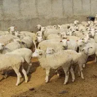 بره نر و ماده نژاد رومن فرانسه