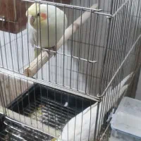 عروس لوتینو مولد تخفیف هم داره|پرنده|همدان, |دیوار