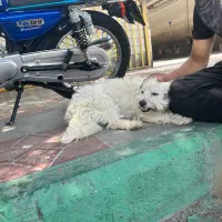 برفی خانوم حرف گوش کن