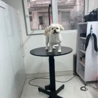 میز گرومینگ میز اصلاح حیوانات