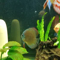 ماهی هکلی آلبینو و گله دیسکس