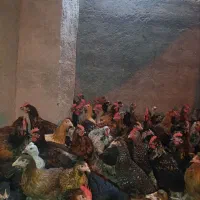 مرغ خروس محلی