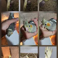 طوطی عروس|پرنده|لنگرود, |دیوار