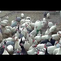 فروش جوجه شاخدار سفیدموجودی فقط 100عدد