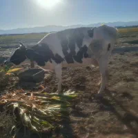 گاو ماده|حیوانات مزرعه|ریگ ملک, |دیوار