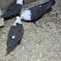 سر مخملی کلاهی سیاه کبوتر