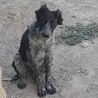 سگ معاوضه با پرنده|سگ|لردگان, |دیوار