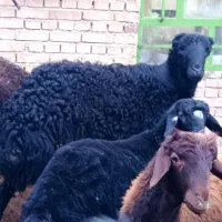 قوچ بیگوش فر