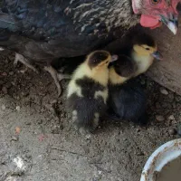 مرغ همراه با جوجه اسراییلی