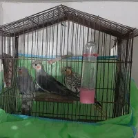 جفت عروس هلندی، و سه عروس هلندی جوان|پرنده|سیاهکل, |دیوار