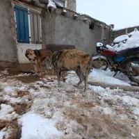 سگ محلی|سگ|آبکوه, |دیوار