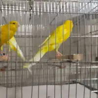 قناری رسمی بلند نر ماده|پرنده|تهران, جنتآباد جنوبی|دیوار