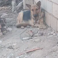 سگ ژرمن نر|سگ|تاکستان, |دیوار