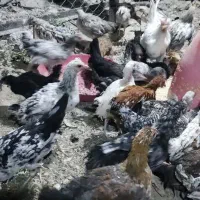 جوجه گلین ومحلی