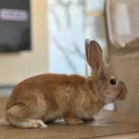 خرگوش|موش و خرگوش|نوشهر, |دیوار