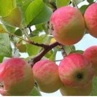 درخت سیب گلاب،  نهال سیب گلاب، گلخانه نهالستان