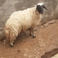 بره|عمده‌فروشی|آبدانان, |دیوار