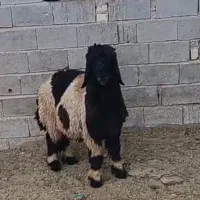 بره شهرکردی میش قوچ کهره
